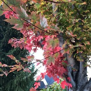 Meet your Posher, Vada